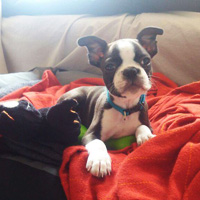 Harley