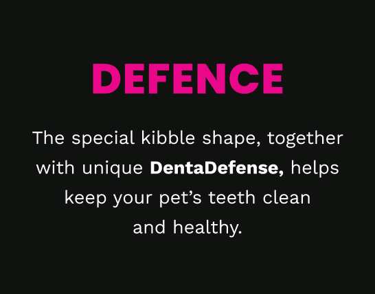 Eukanuba Senior Dog Food