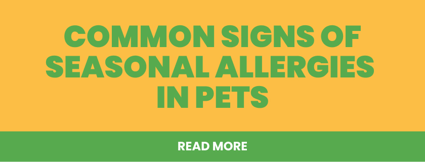 Common signs of seasonal allergies in pets