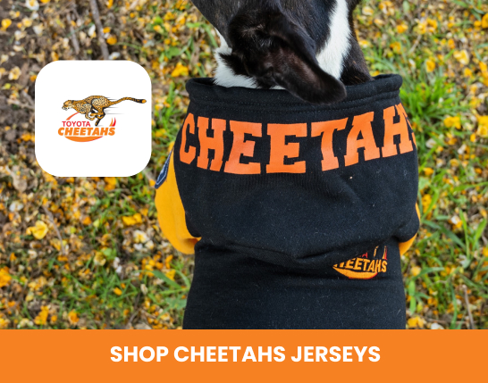 Cheetahs Rugby Gear Dog